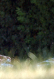 Filename=001l.jpg
Filesize=299KiB
Dimensions=1855x995
Date added=Sep 05, 2021 001l.jpg